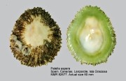 Patella aspera